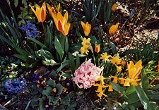 FLOWERS