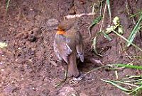 ROBIN